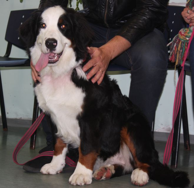 Gallery for v-litter-bernese
