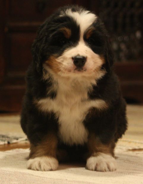 Gallery for w-litter-bernese