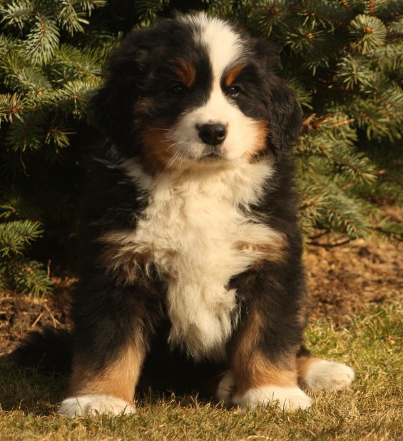 Gallery for w-litter-bernese