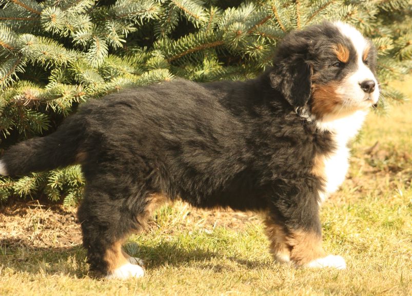 Gallery for w-litter-bernese