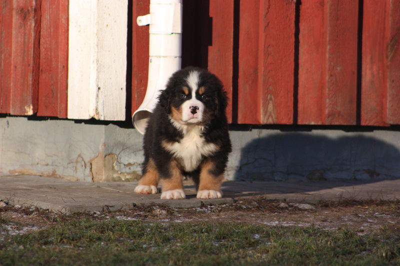 Gallery for a2-litter-bernese