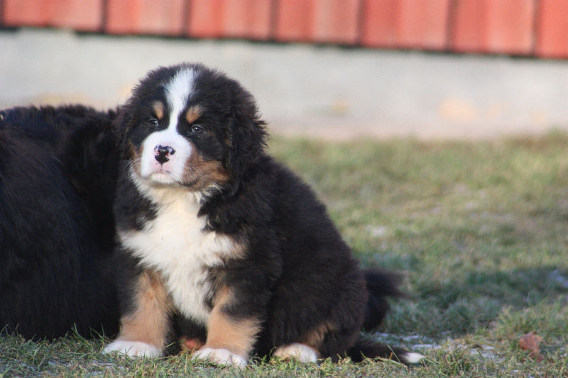 Gallery for a2-litter-bernese