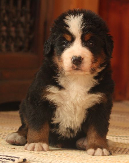 Gallery for w-litter-bernese