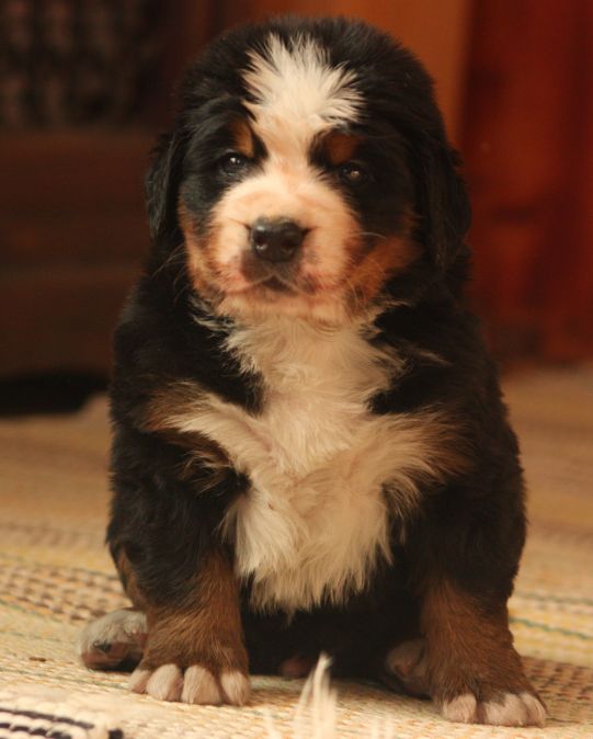 Gallery for w-litter-bernese
