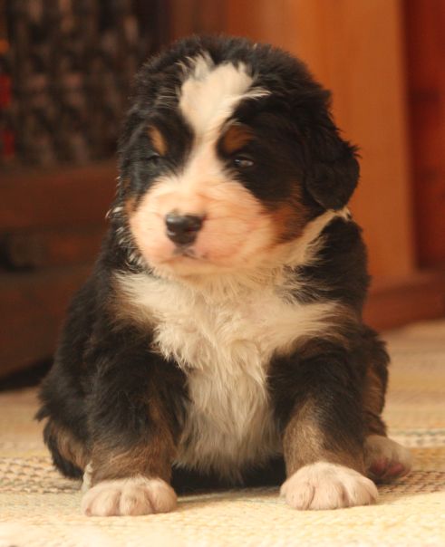 Gallery for w-litter-bernese