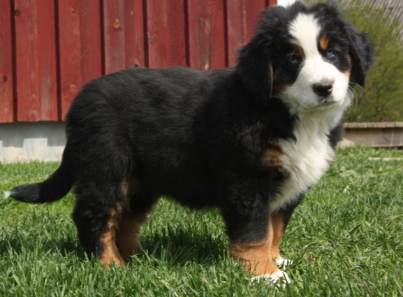 Gallery for v-litter-bernese