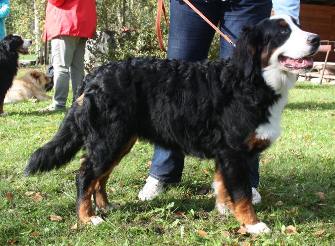 Gallery for v-litter-bernese