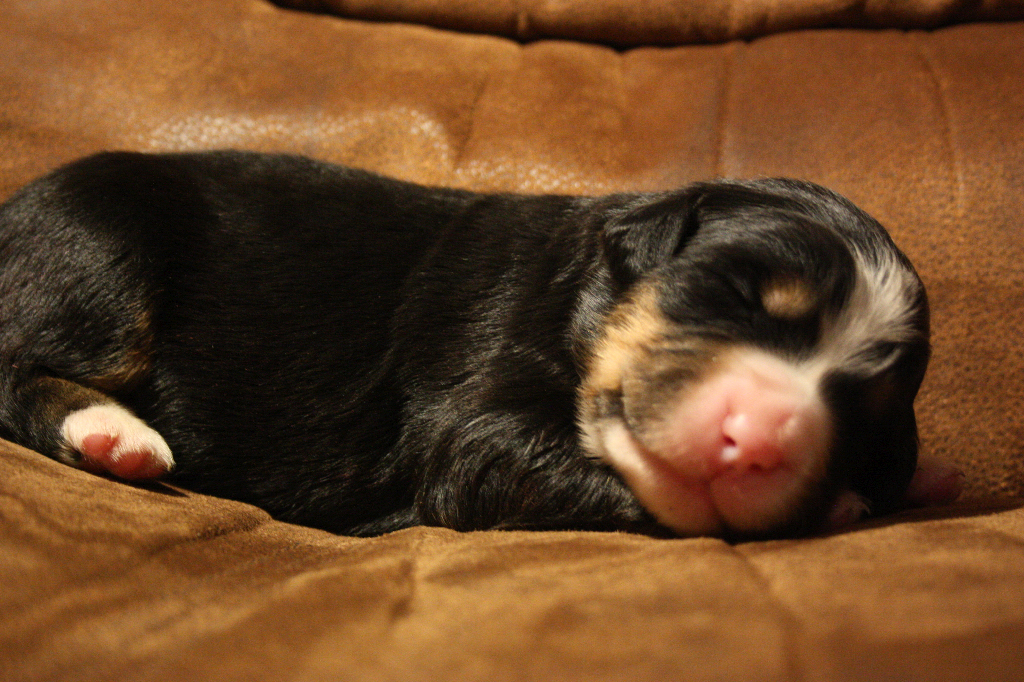 Gallery for d2-litter-bernese
