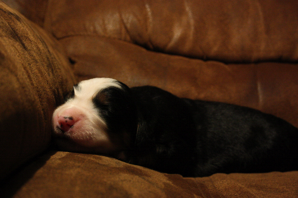 Gallery for d2-litter-bernese