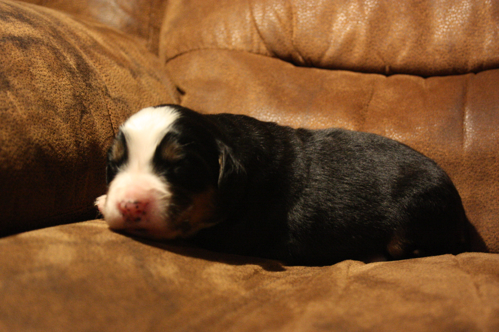Gallery for d2-litter-bernese