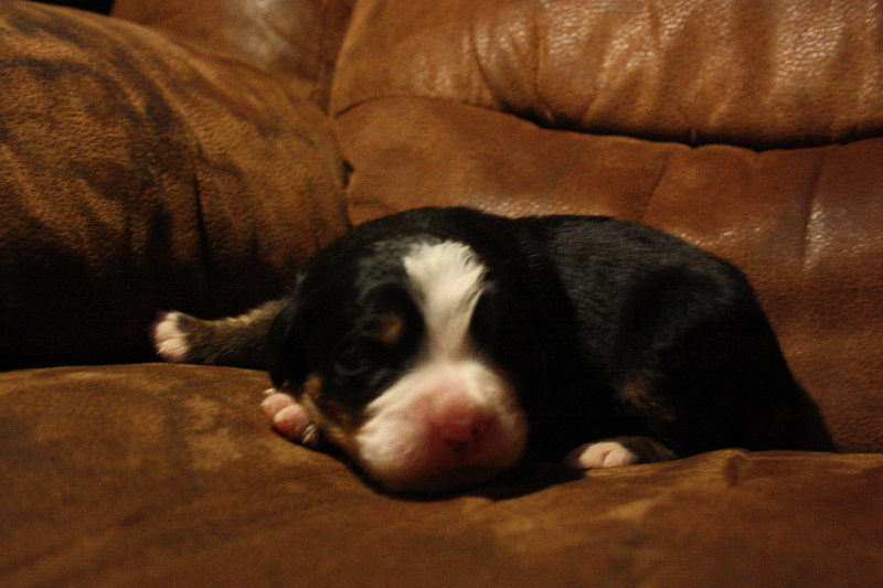 Gallery for d2-litter-bernese