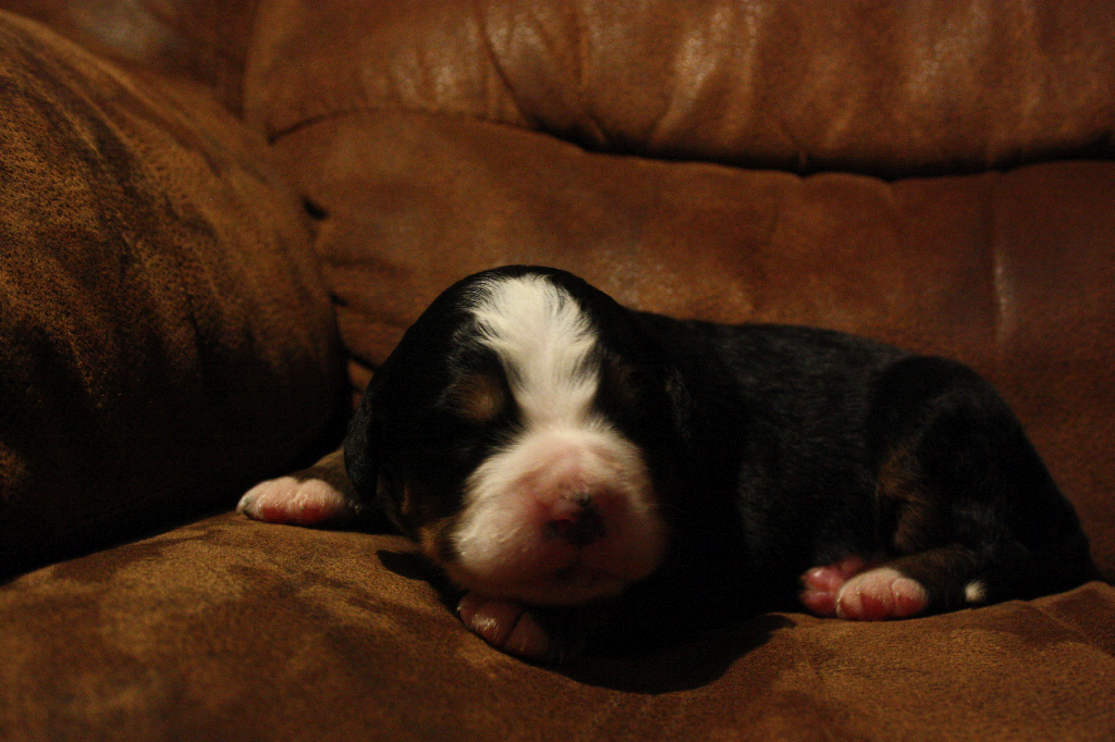 Gallery for d2-litter-bernese