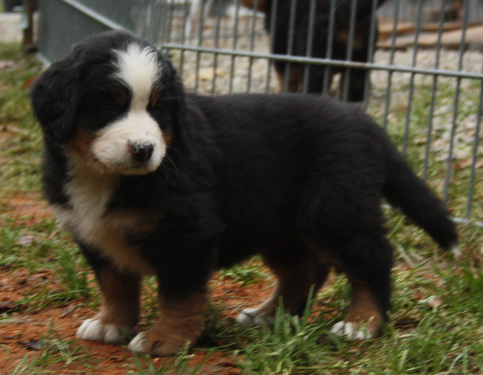 Gallery for d2-litter-bernese