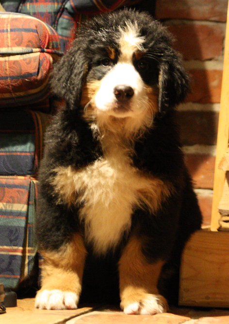 Gallery for d2-litter-bernese