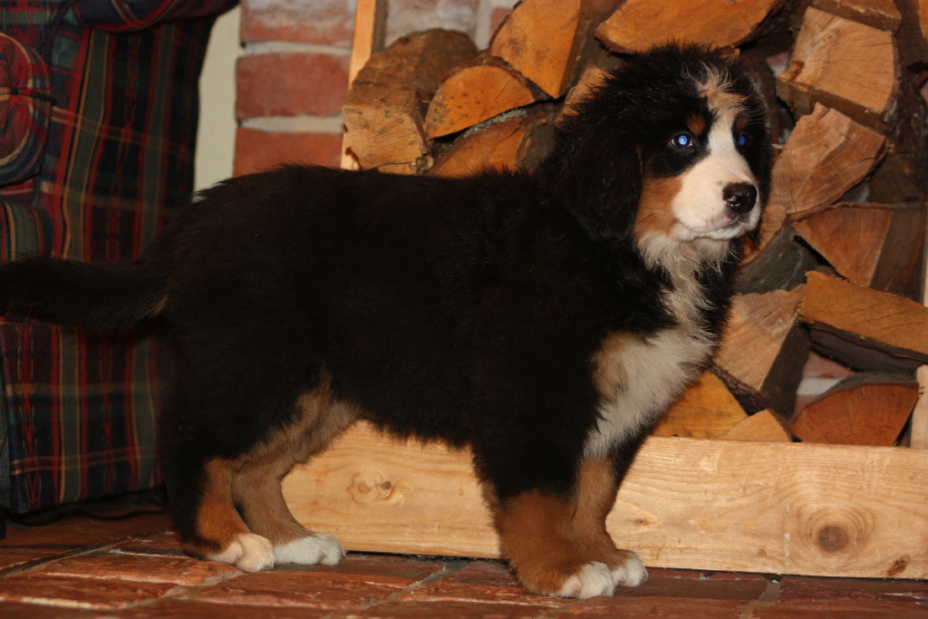 Gallery for d2-litter-bernese
