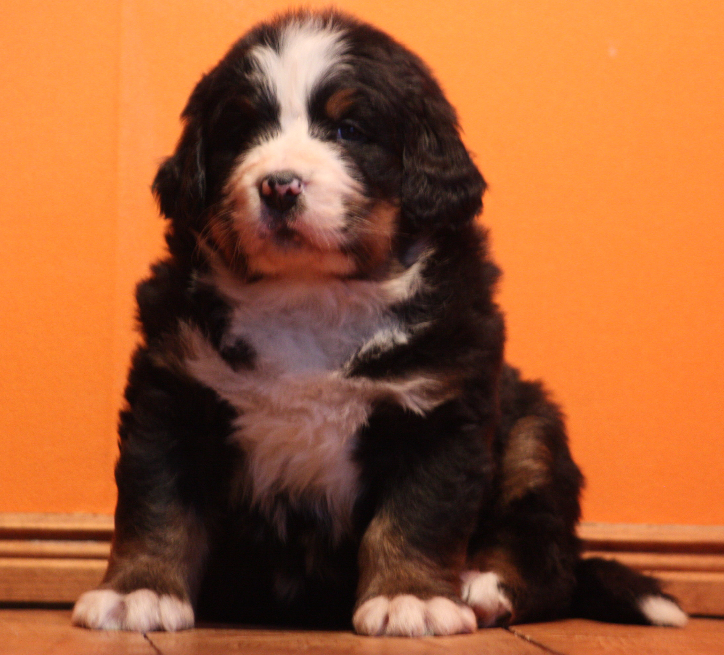 Gallery for k2-litter-bernese