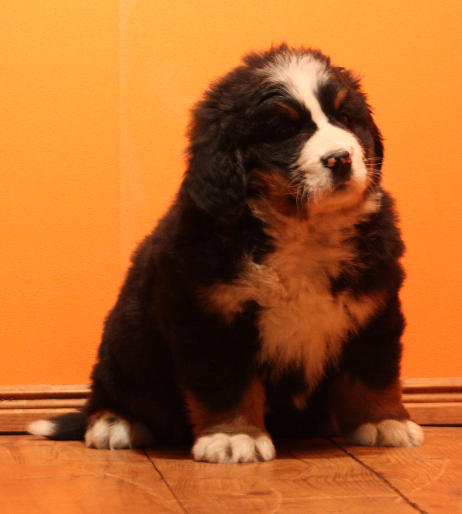 Gallery for k2-litter-bernese