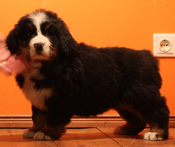 Gallery for k2-litter-bernese