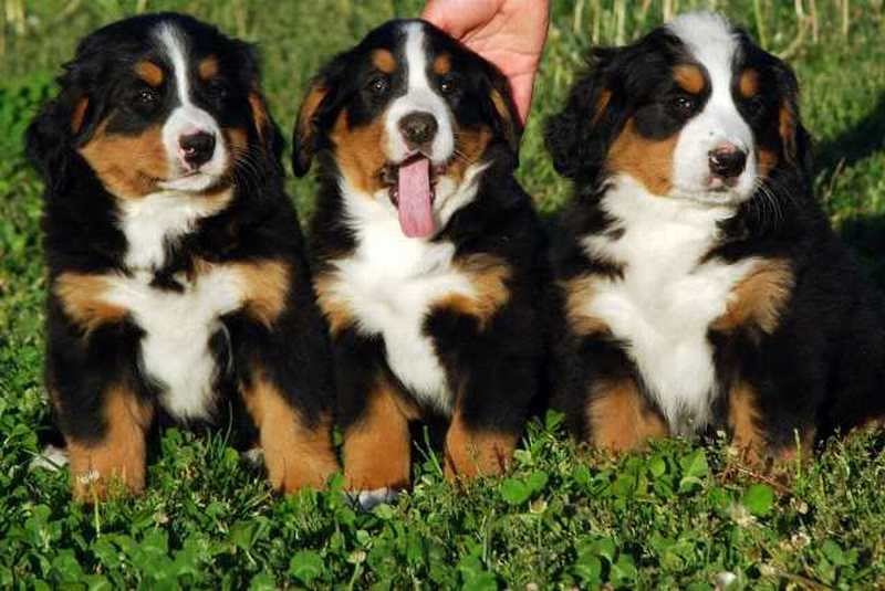 Gallery for f-litter-bernese