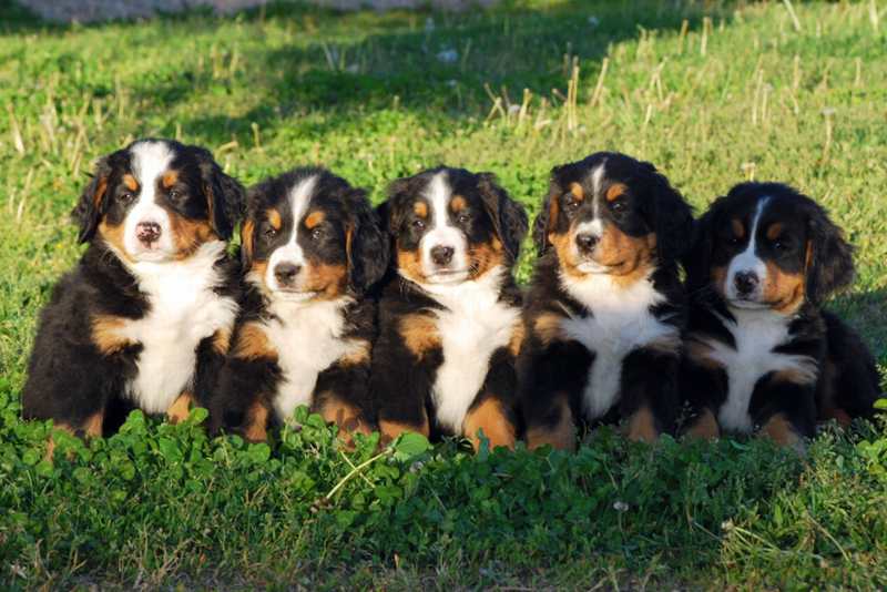 Gallery for f-litter-bernese