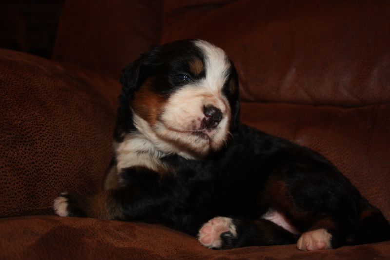 Gallery for u-litter-bernese