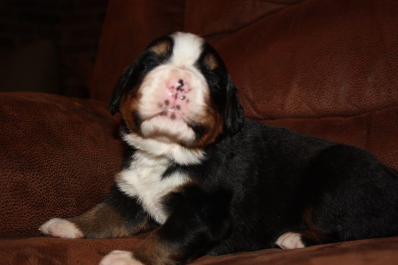 Gallery for u-litter-bernese