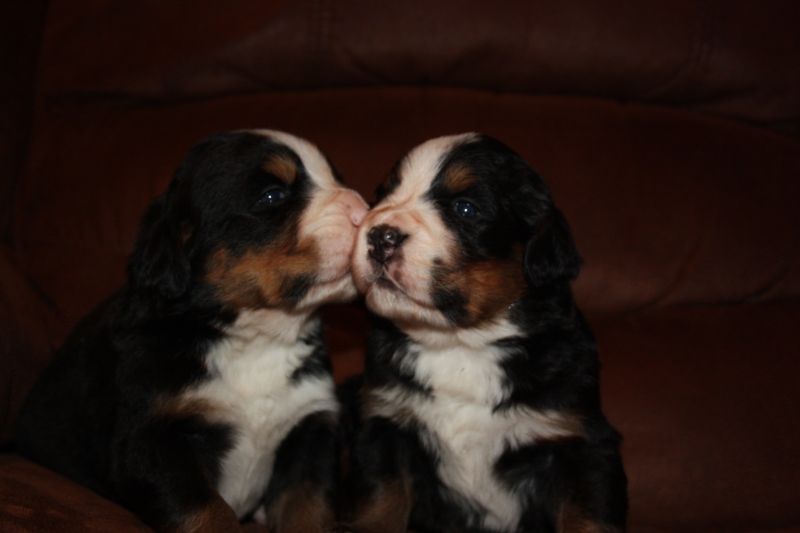 Gallery for u-litter-bernese