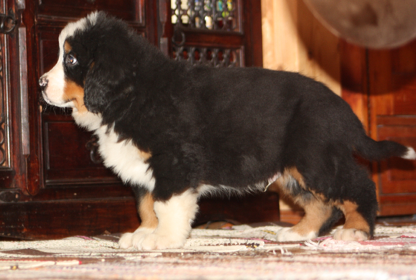 Gallery for i2-litter-bernese