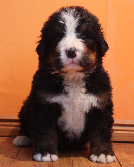 Gallery for l2-litter-bernese
