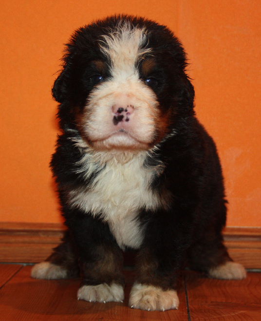 Gallery for l2-litter-bernese