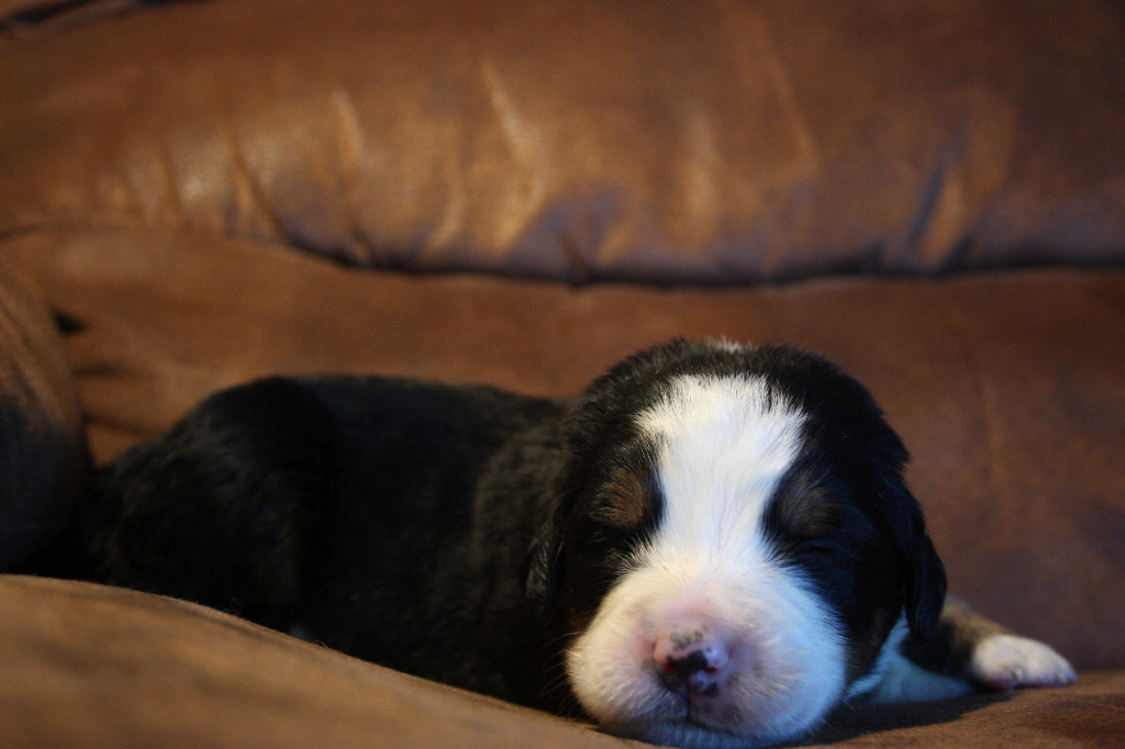 Gallery for g2-litter-bernese
