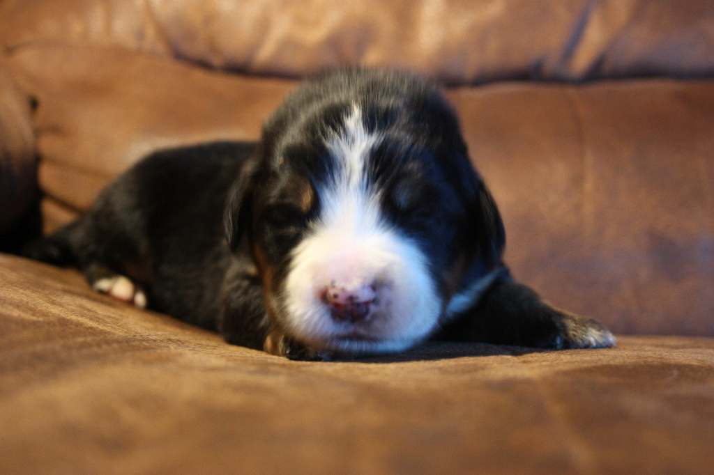 Gallery for g2-litter-bernese