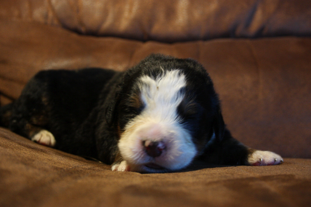 Gallery for g2-litter-bernese