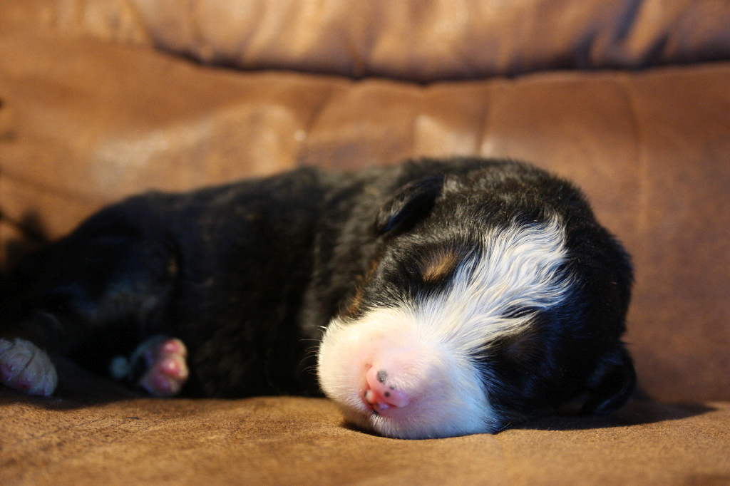 Gallery for g2-litter-bernese