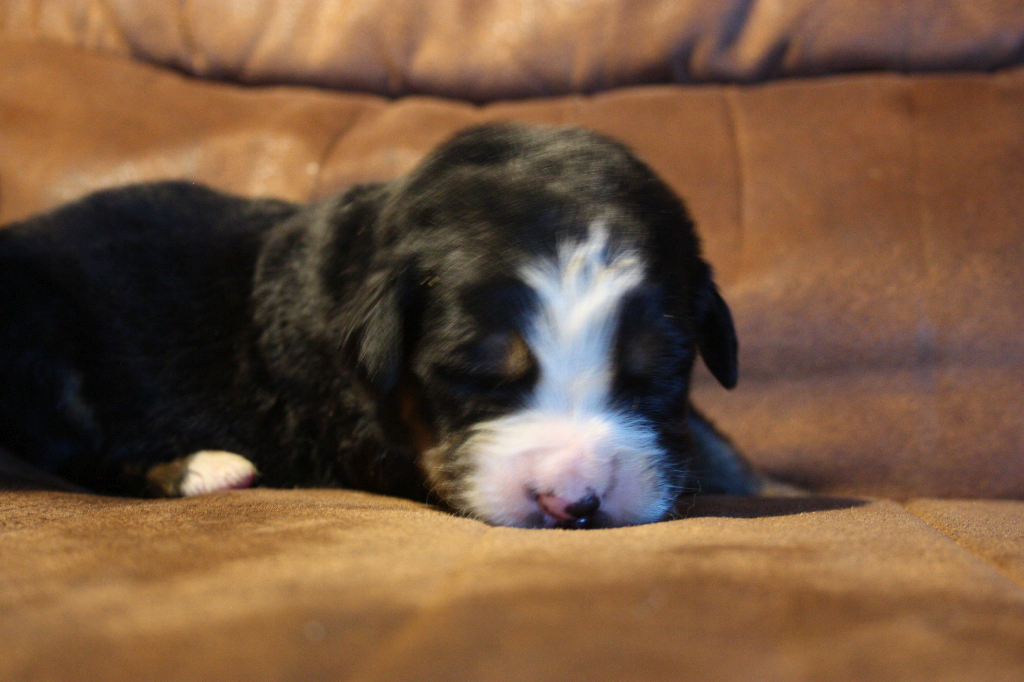 Gallery for g2-litter-bernese