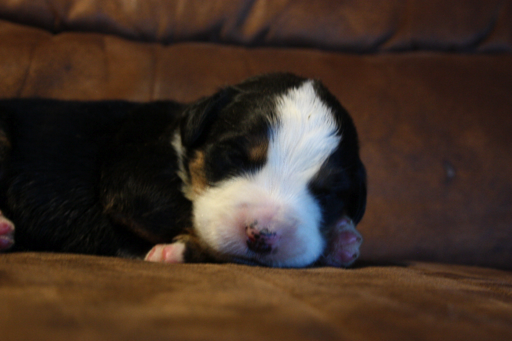 Gallery for g2-litter-bernese