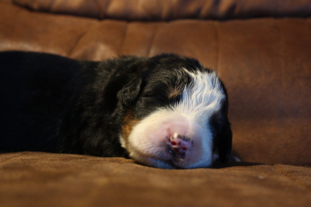 Gallery for g2-litter-bernese