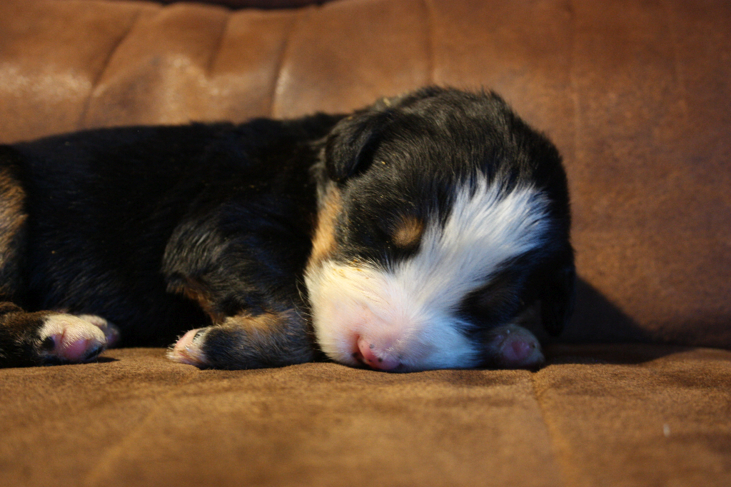 Gallery for g2-litter-bernese