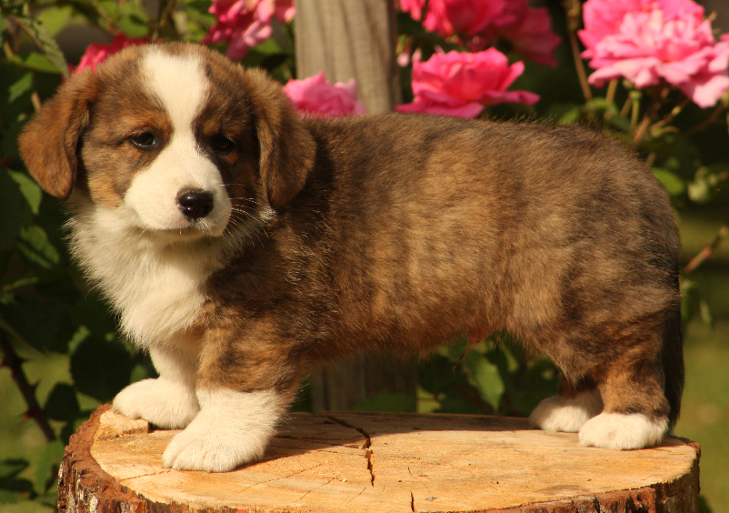 Gallery for o2-litter-cardigan