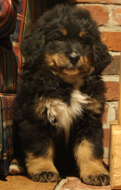 Gallery for e2-litter-bernese