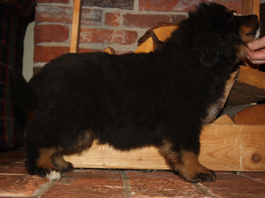 Gallery for e2-litter-bernese