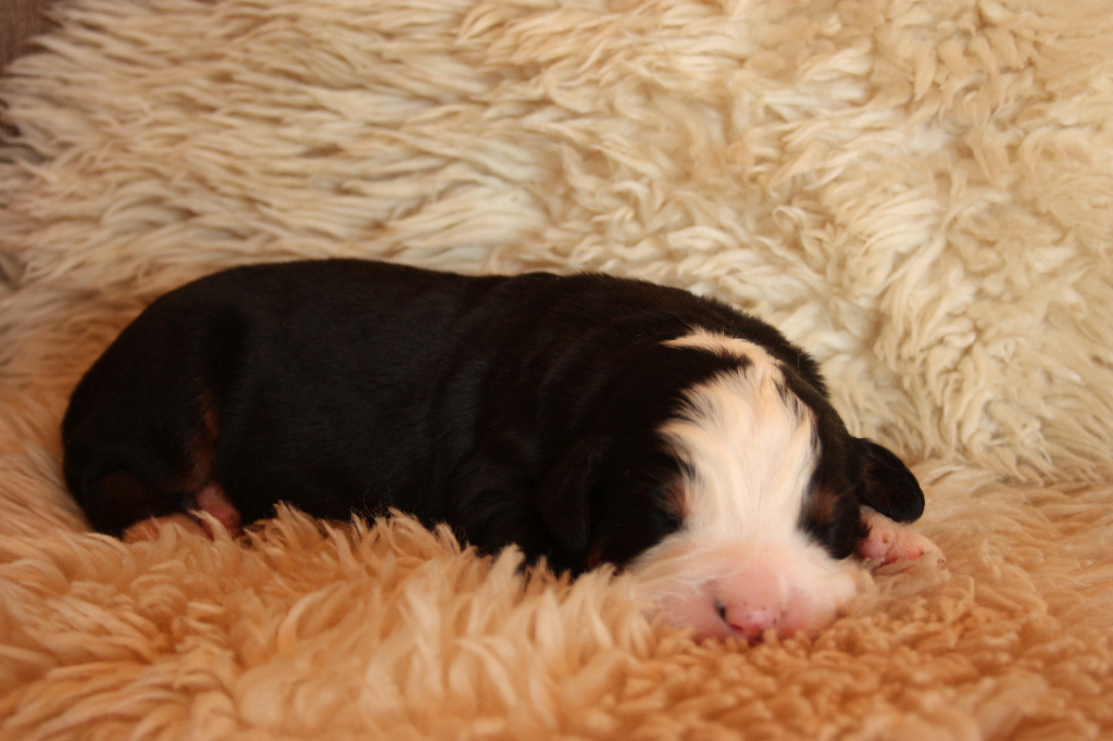 Gallery for n2-litter-bernese