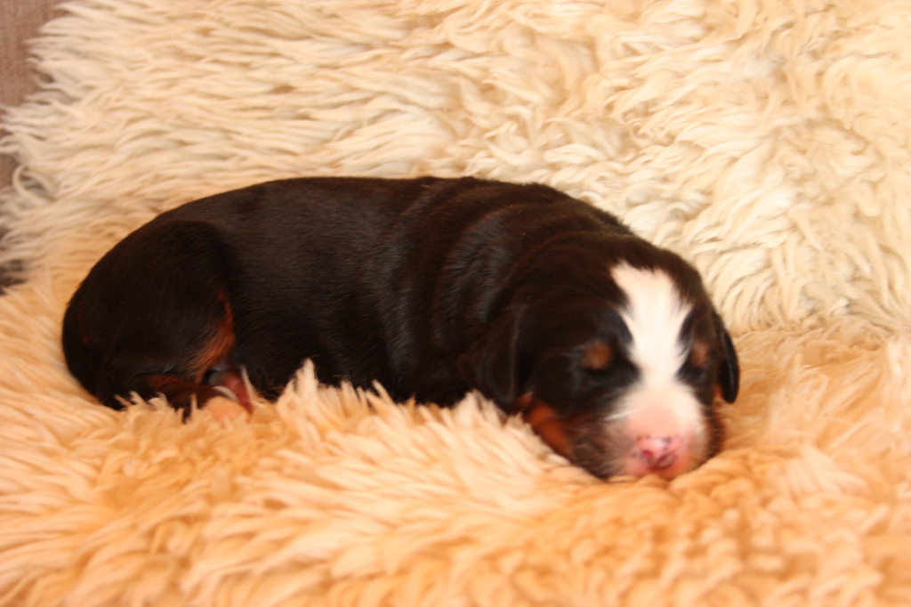 Gallery for n2-litter-bernese