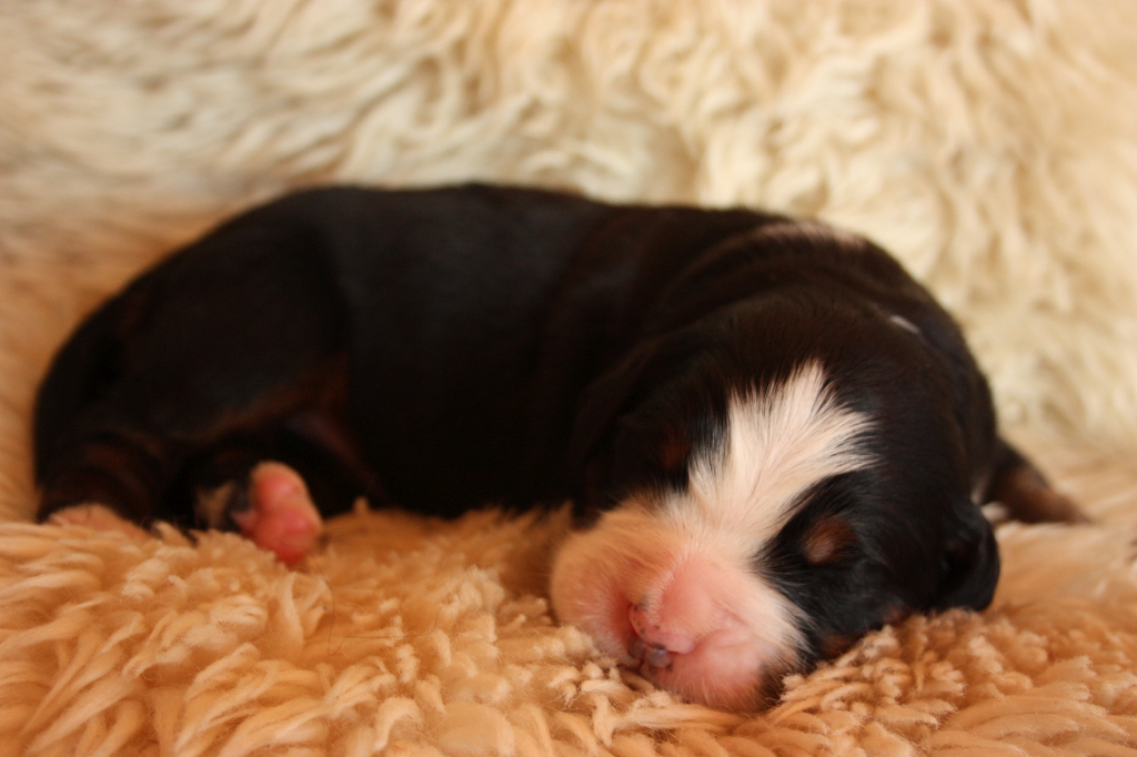 Gallery for n2-litter-bernese
