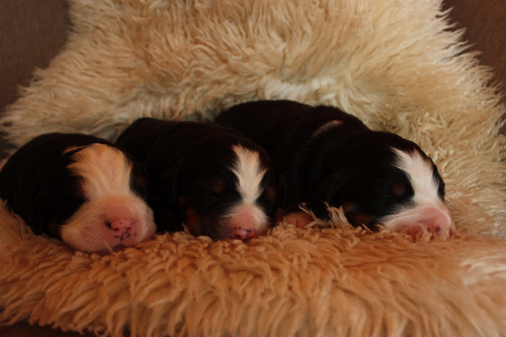 Gallery for n2-litter-bernese