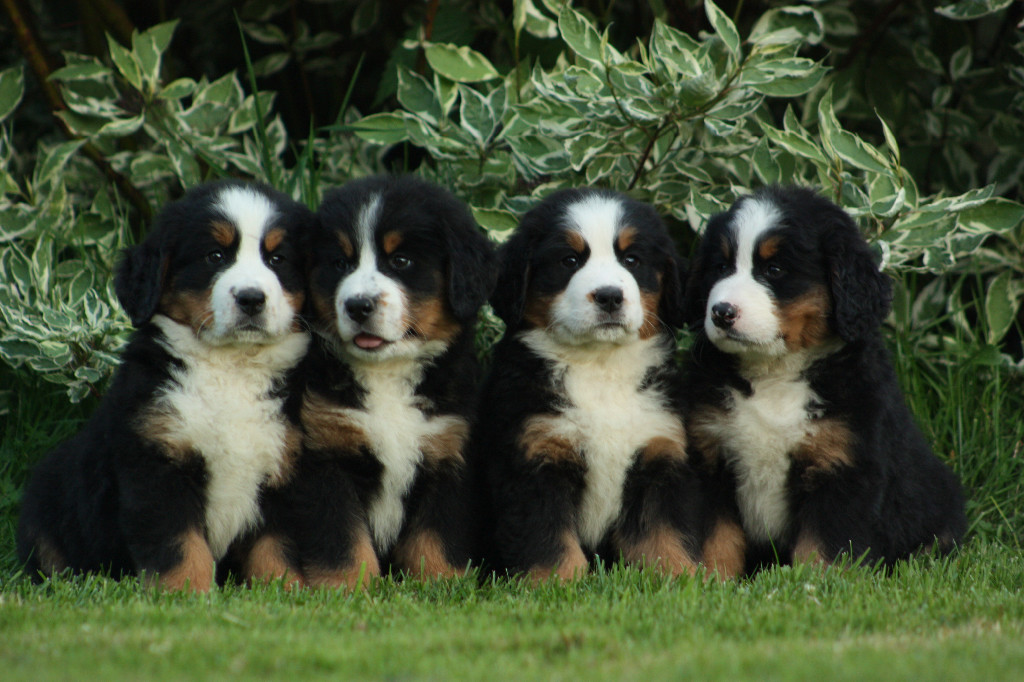 Gallery for g2-litter-bernese
