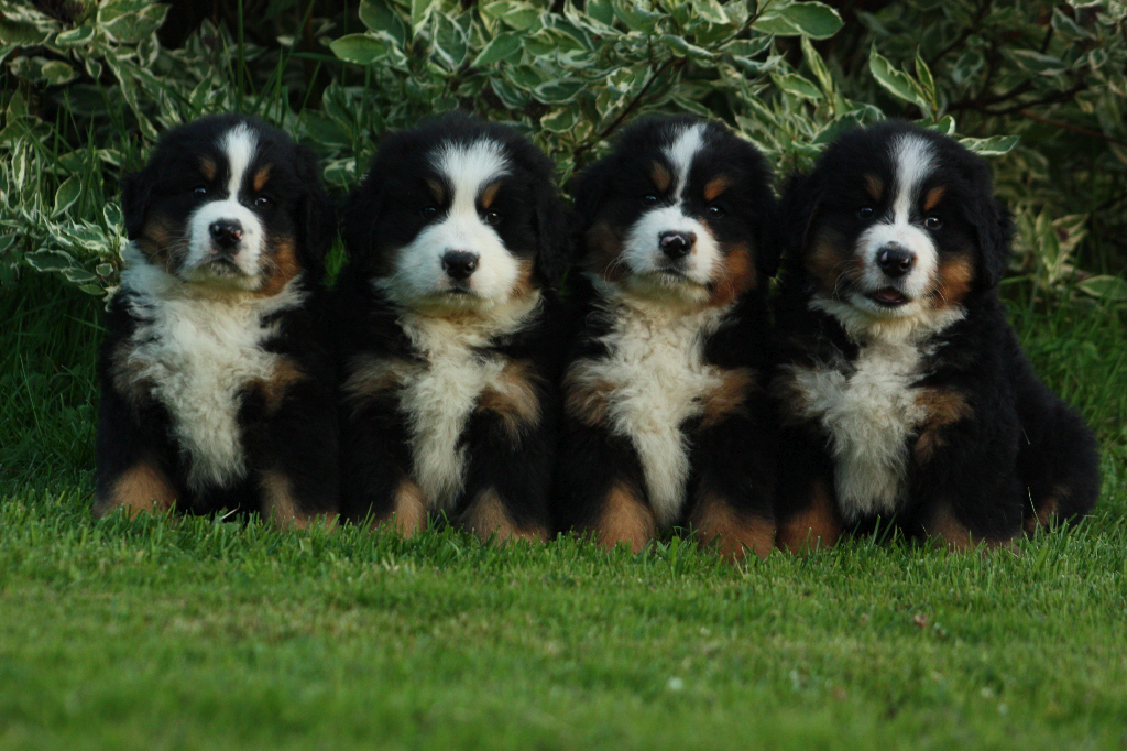 Gallery for g2-litter-bernese