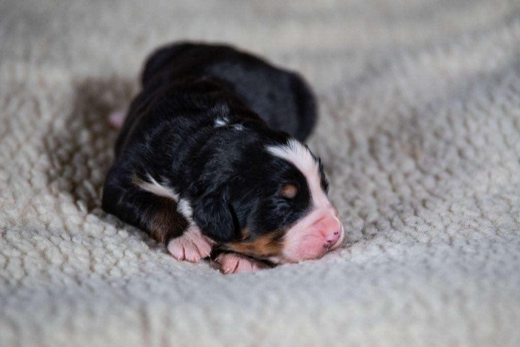 Gallery for q2-litter-bernese