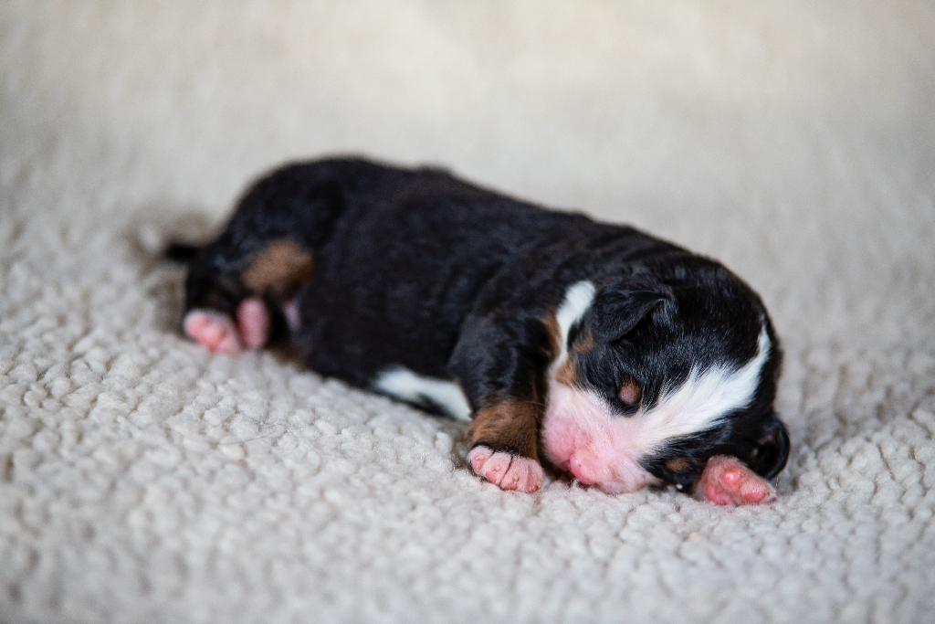 Gallery for q2-litter-bernese