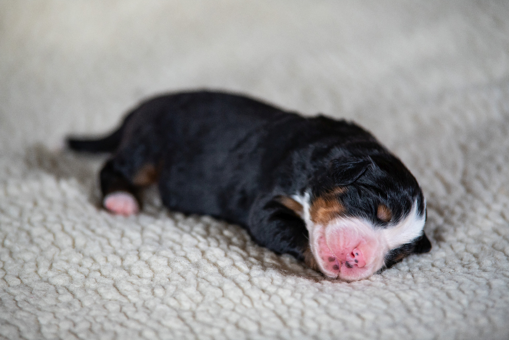 Gallery for q2-litter-bernese